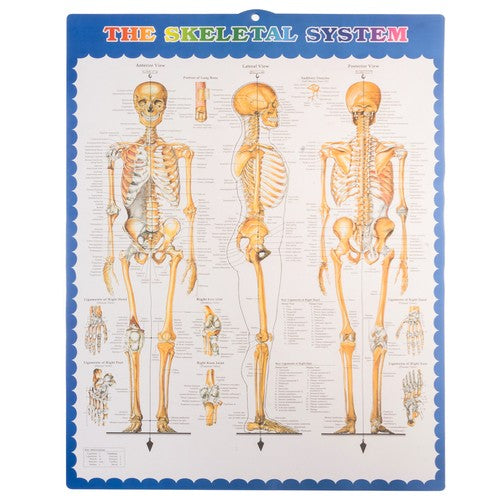 Human Skeleton - 170cm Malatec 22583-4