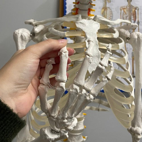 Human Skeleton - 170cm Malatec 22583-15