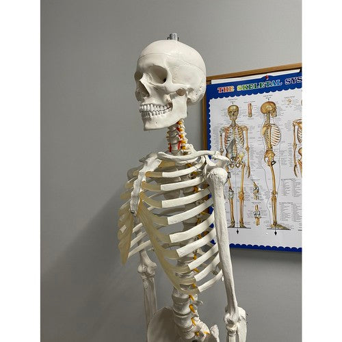 Human Skeleton - 170cm Malatec 22583-16