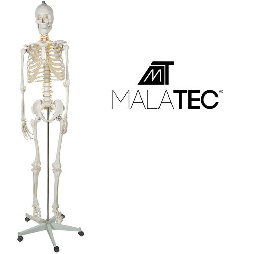 Human Skeleton - 170cm Malatec 22583-1