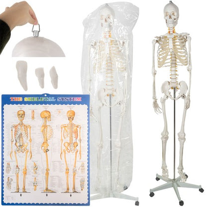 Human Skeleton - 170cm Malatec 22583 Malatec 5900779946835