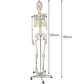 Human Skeleton - 170cm Malatec 22583-3