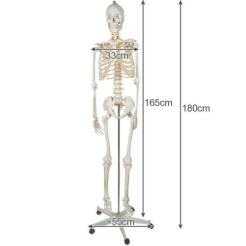 Human Skeleton - 170cm Malatec 22583-3