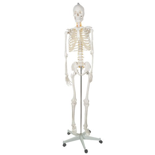 Human Skeleton - 170cm Malatec 22583-2