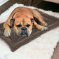 Dog bed Purlov 24593-12