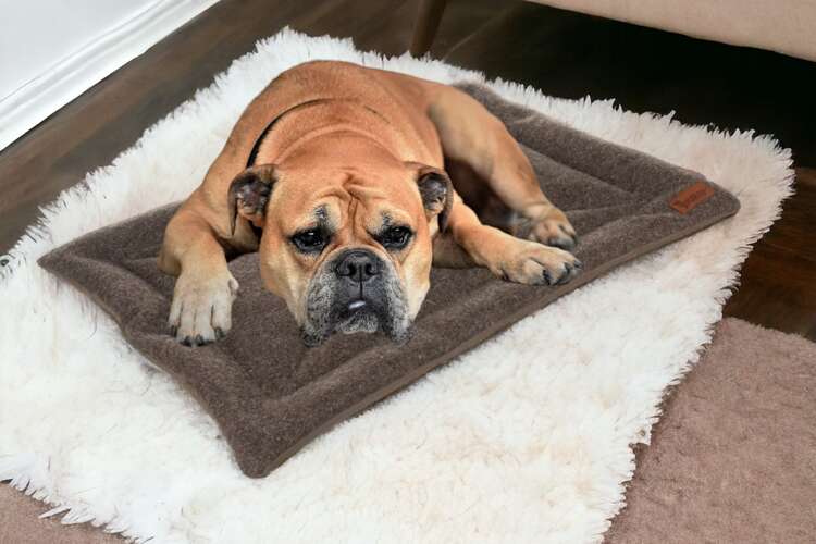 Dog bed Purlov 24593-12